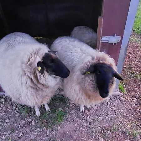 Muehlbachhof Apartment