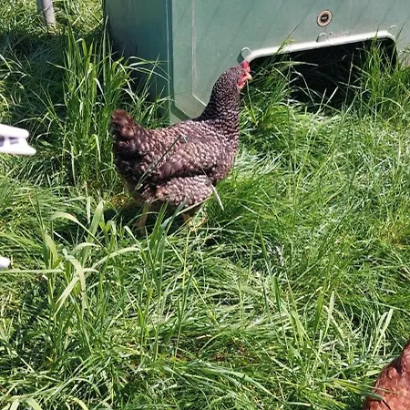 Muehlbachhof Apartment *