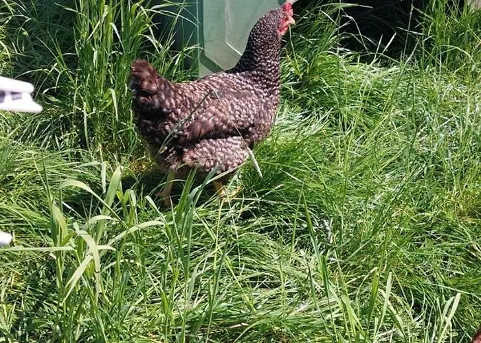 Muehlbachhof Appartamento *